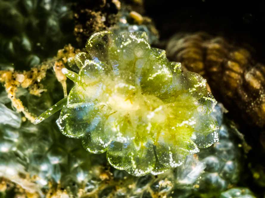 Ercolania cf coerulea